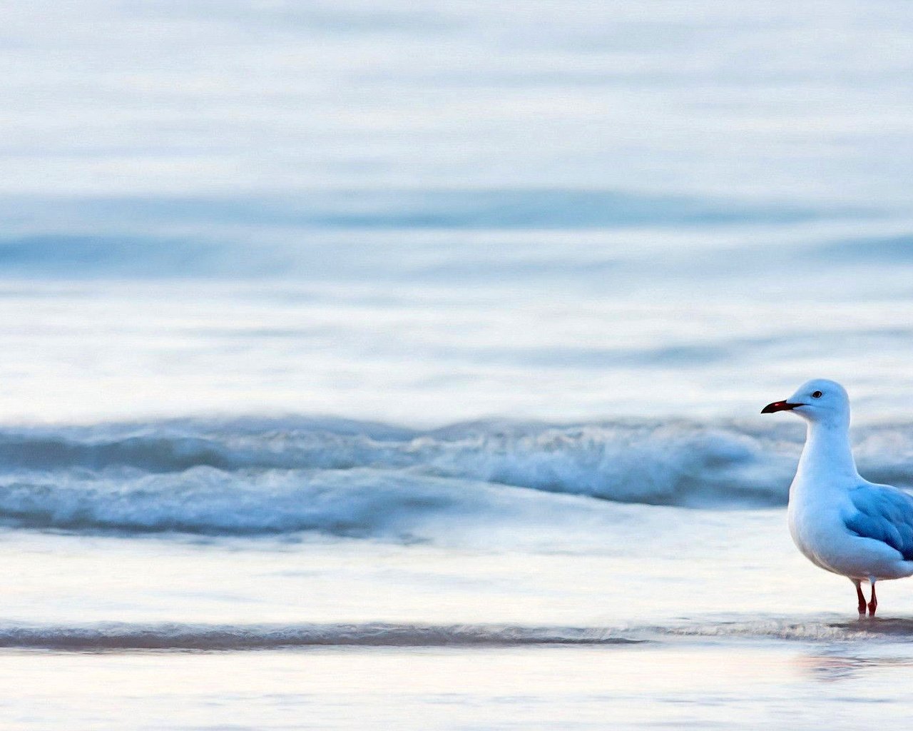 Обои море, чайка, птица, sea, seagull, bird разрешение 1920x1080 Загрузить