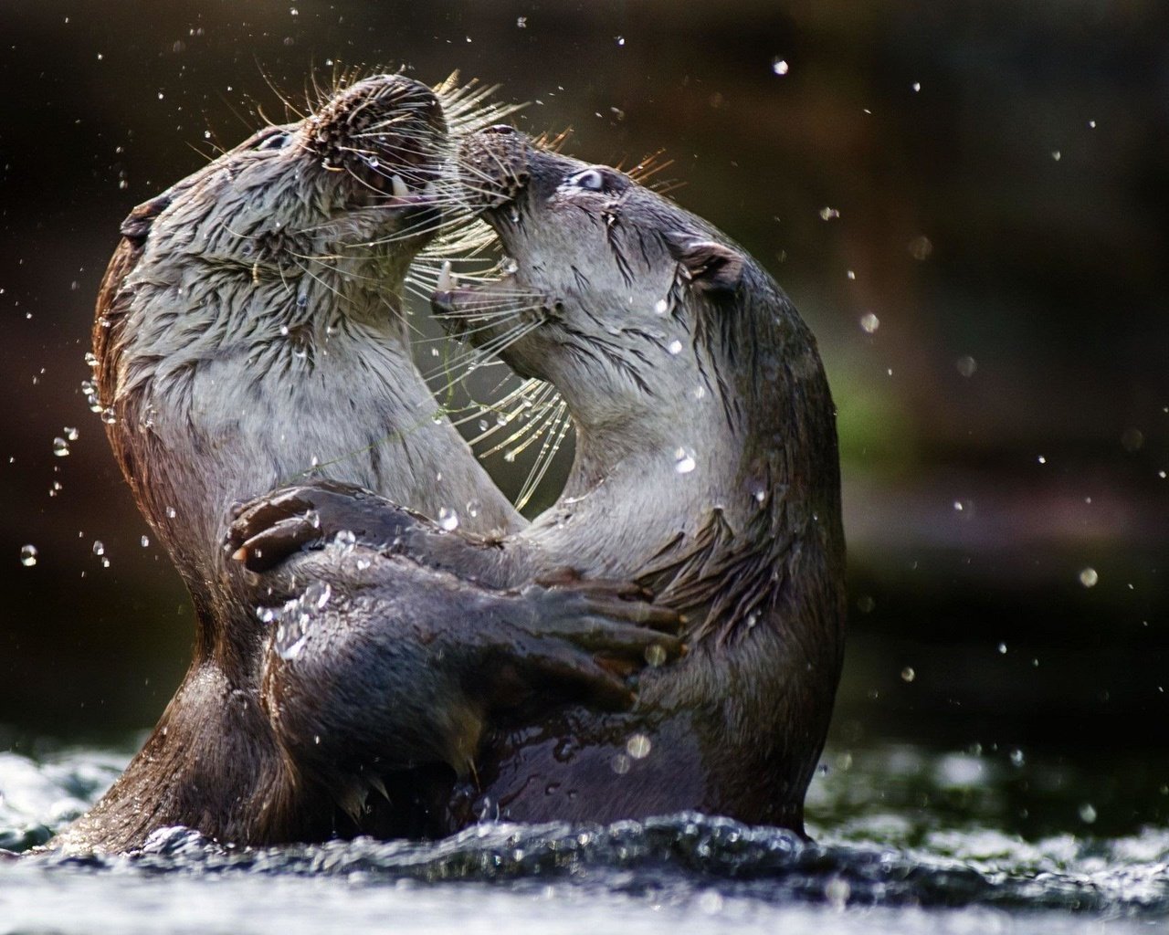 Обои вода, животные, выдры, речная выдра, water, animals, otters, river otter разрешение 2048x1365 Загрузить