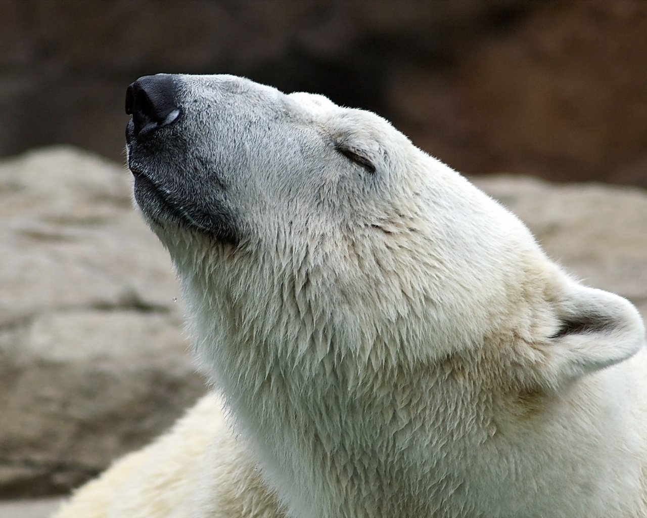 Обои морда, природа, поза, полярный медведь, белый медведь, медьведь, face, nature, pose, polar bear, medved разрешение 2560x1600 Загрузить