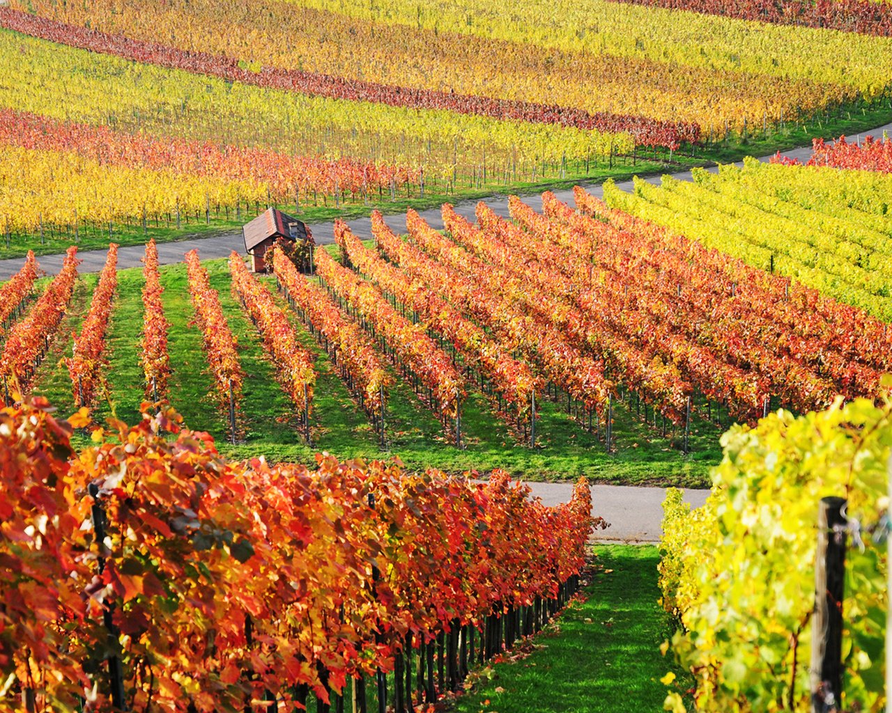 Обои природа, виноград, пейзаж, осень, домик, виноградная лоза, виноградник, nature, grapes, landscape, autumn, house, vine, vineyard разрешение 1920x1200 Загрузить