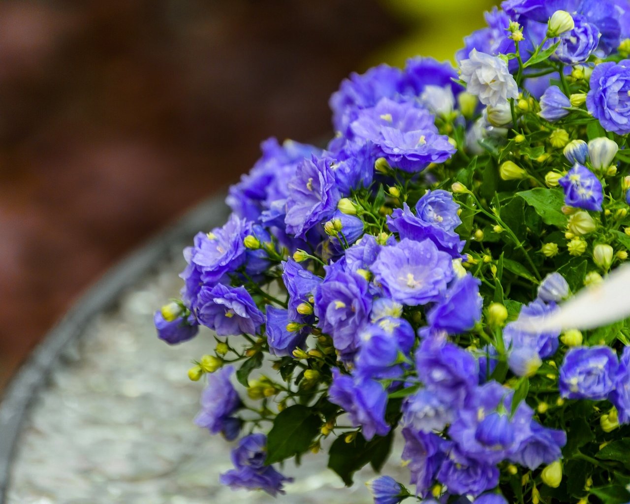 Обои цветы, макро, лепестки, синие, бутончики, кампанула, flowers, macro, petals, blue, buds разрешение 1920x1280 Загрузить