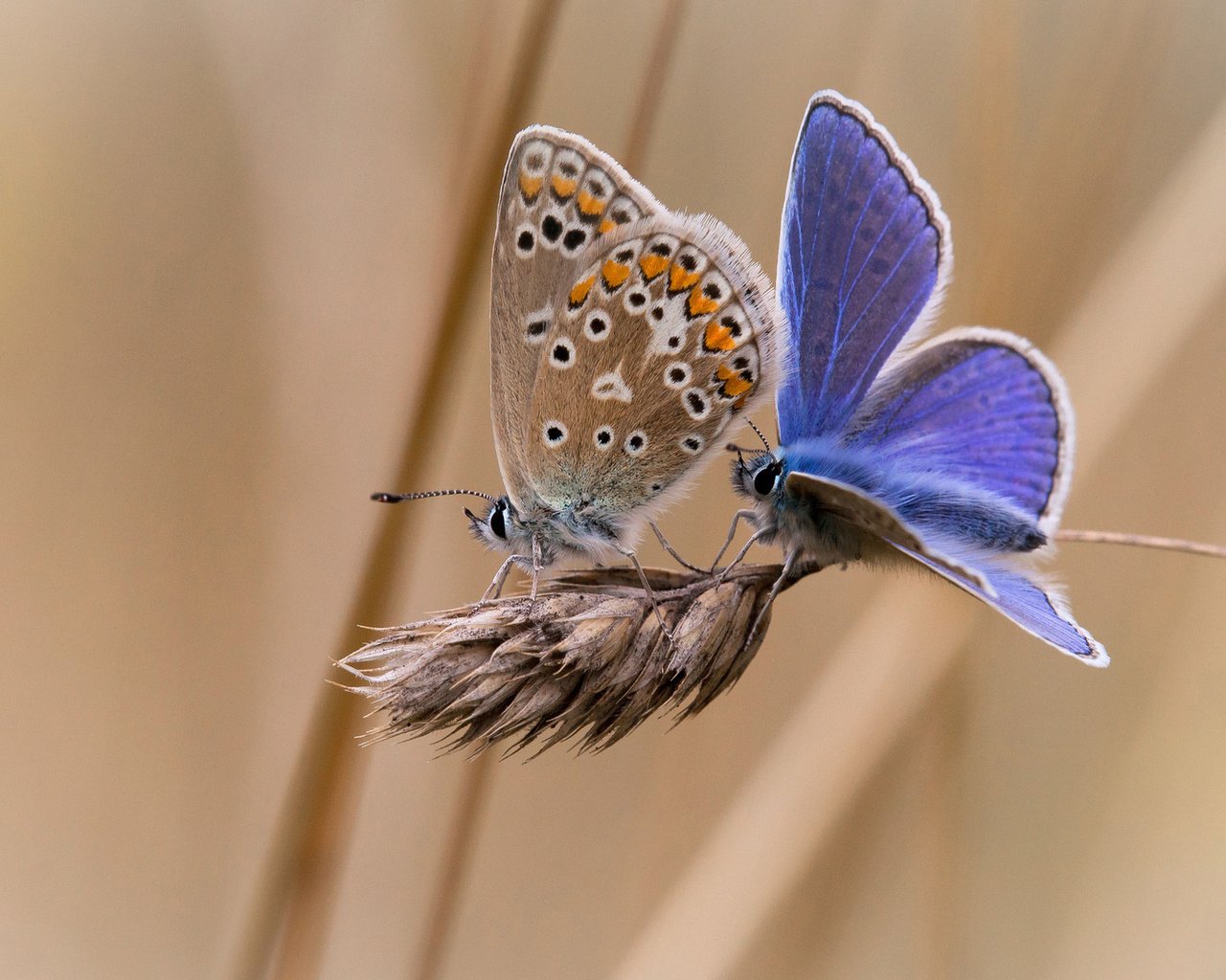 Обои фон, насекомые, бабочки, колосок, две, background, insects, butterfly, spike, two разрешение 1920x1200 Загрузить