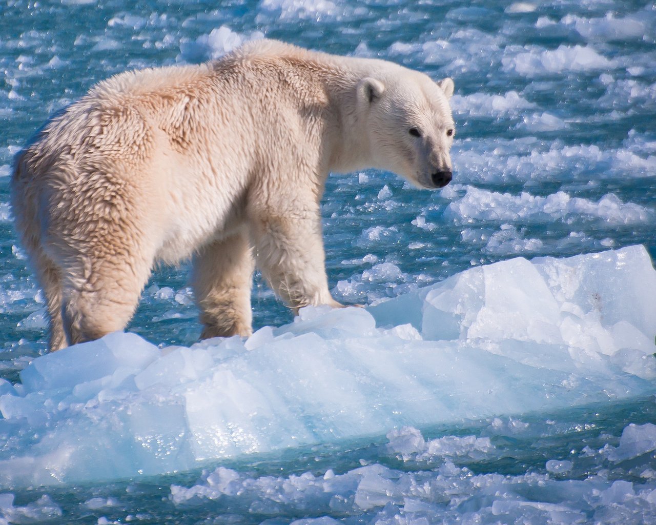 Обои природа, фон, полярный медведь, медведь, лёд, белый, белый медведь, nature, background, polar bear, bear, ice, white разрешение 2048x1359 Загрузить