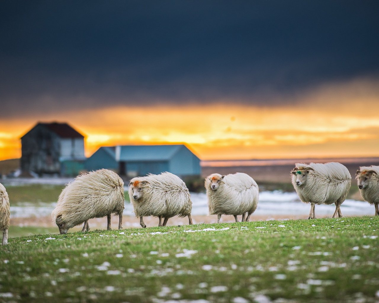 Обои природа, закат, овцы, nature, sunset, sheep разрешение 1920x1200 Загрузить