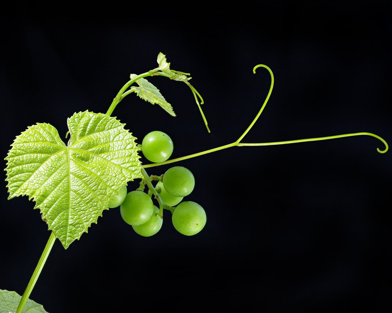 Обои листья, зелёный, виноград, черный фон, ягоды, фрукт, leaves, green, grapes, black background, berries, fruit разрешение 3682x2786 Загрузить