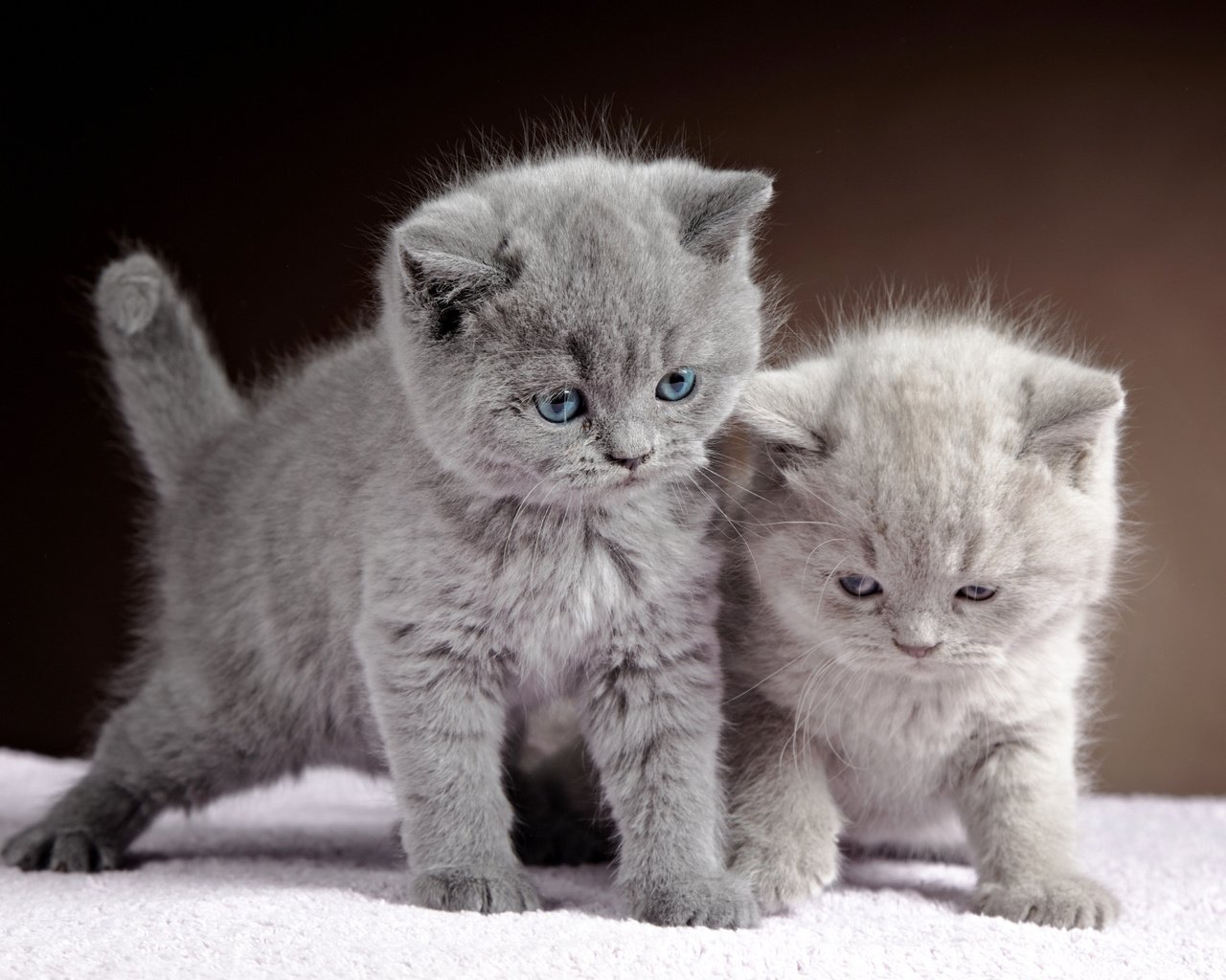 Обои животные, серый, кошки, котята, двое, британская короткошерстная кошка, animals, grey, cats, kittens, two, british shorthair разрешение 4425x3274 Загрузить