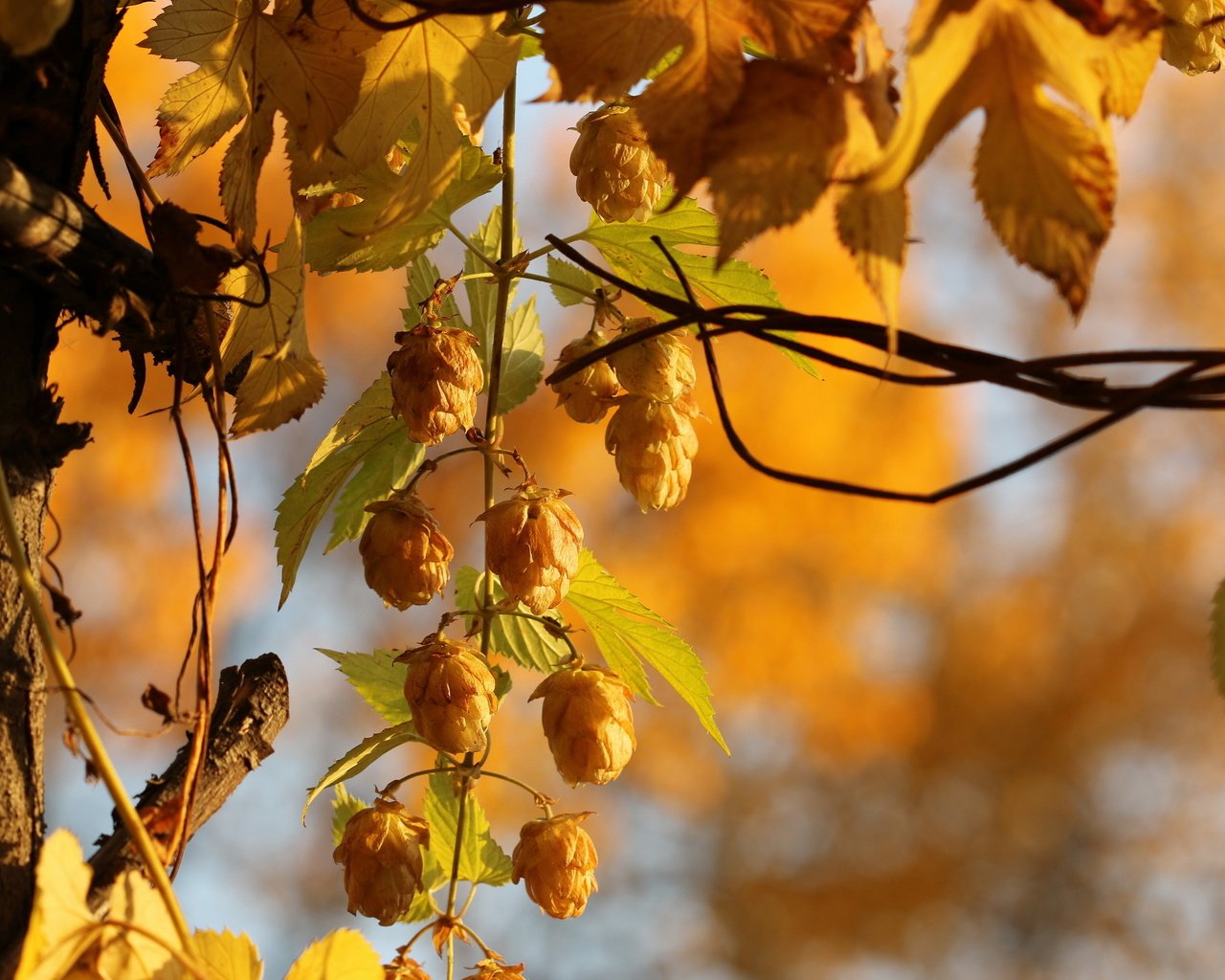 Обои природа, осень, растение, боке, хмель, крупным планом, nature, autumn, plant, bokeh, hops, closeup разрешение 2560x1707 Загрузить