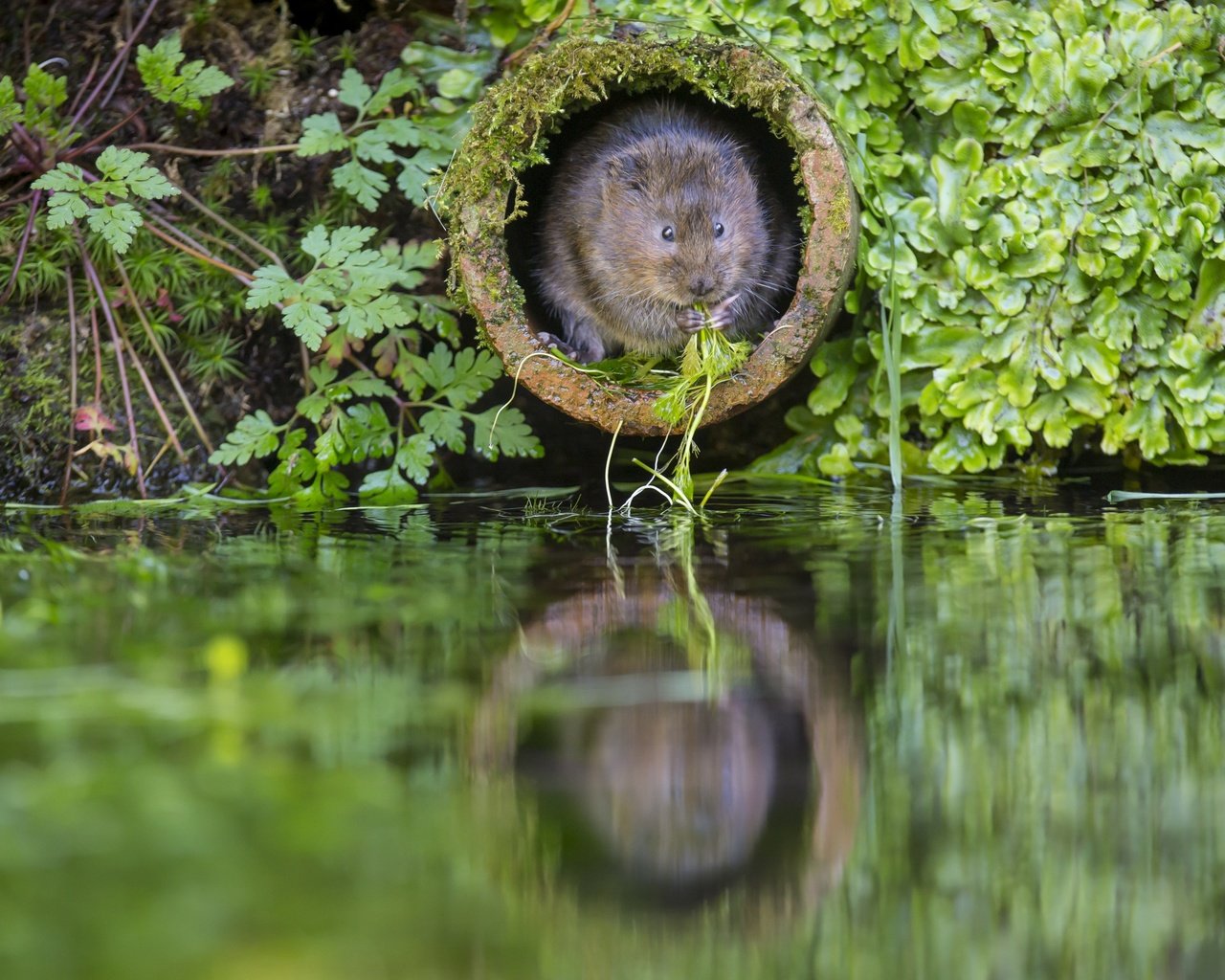 Обои вода, the rat molehill, растения, зеленая, труба, заводы, крыса, нора, водяная полёвка, грин, water, plants, green, pipe, rat, nora, water vole разрешение 2880x1920 Загрузить