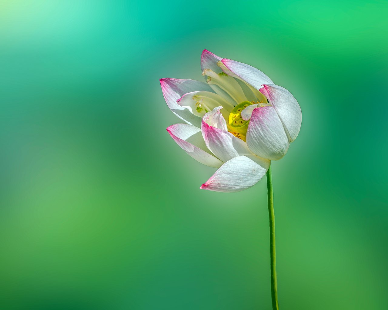 Обои цветок, лотос, flower, lotus разрешение 4509x3106 Загрузить