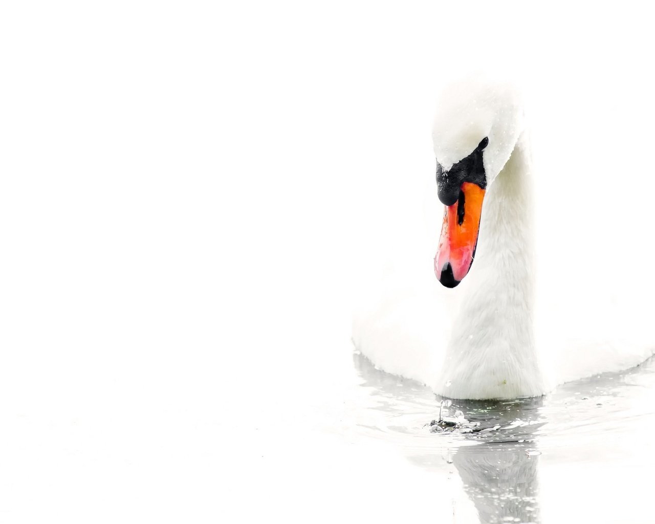 Обои вода, белый, птица, белый фон, лебедь, water, white, bird, white background, swan разрешение 2048x1342 Загрузить