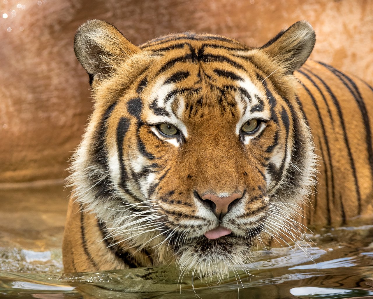Обои тигр, глаза, взгляд, хищник, tiger, eyes, look, predator разрешение 3000x2000 Загрузить