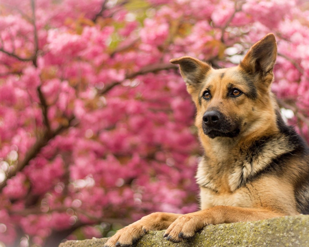 Обои портрет, собака, немецкая овчарка, овчарка, portrait, dog, german shepherd, shepherd разрешение 4076x2320 Загрузить