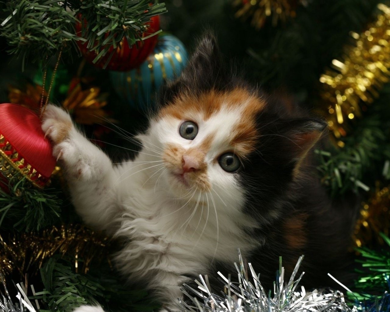 Обои новый год, елка, кот, кошка, котенок, праздник, мишура, new year, tree, cat, kitty, holiday, tinsel разрешение 1920x1200 Загрузить