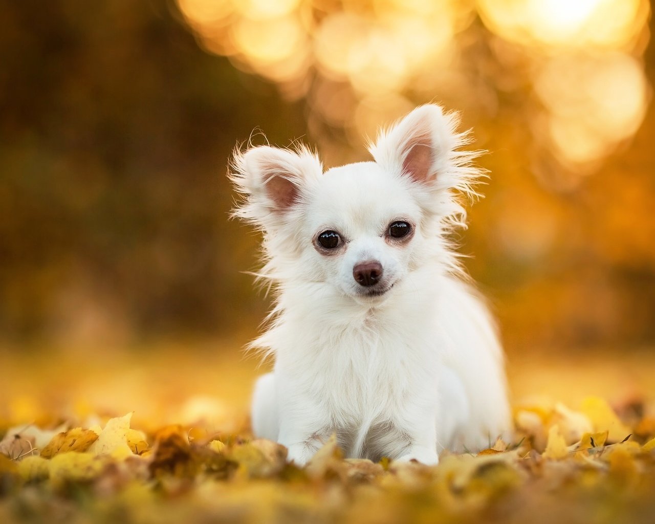 Обои листья, собака, песик, боке, чихуахуа, leaves, dog, doggie, bokeh, chihuahua разрешение 2048x1312 Загрузить