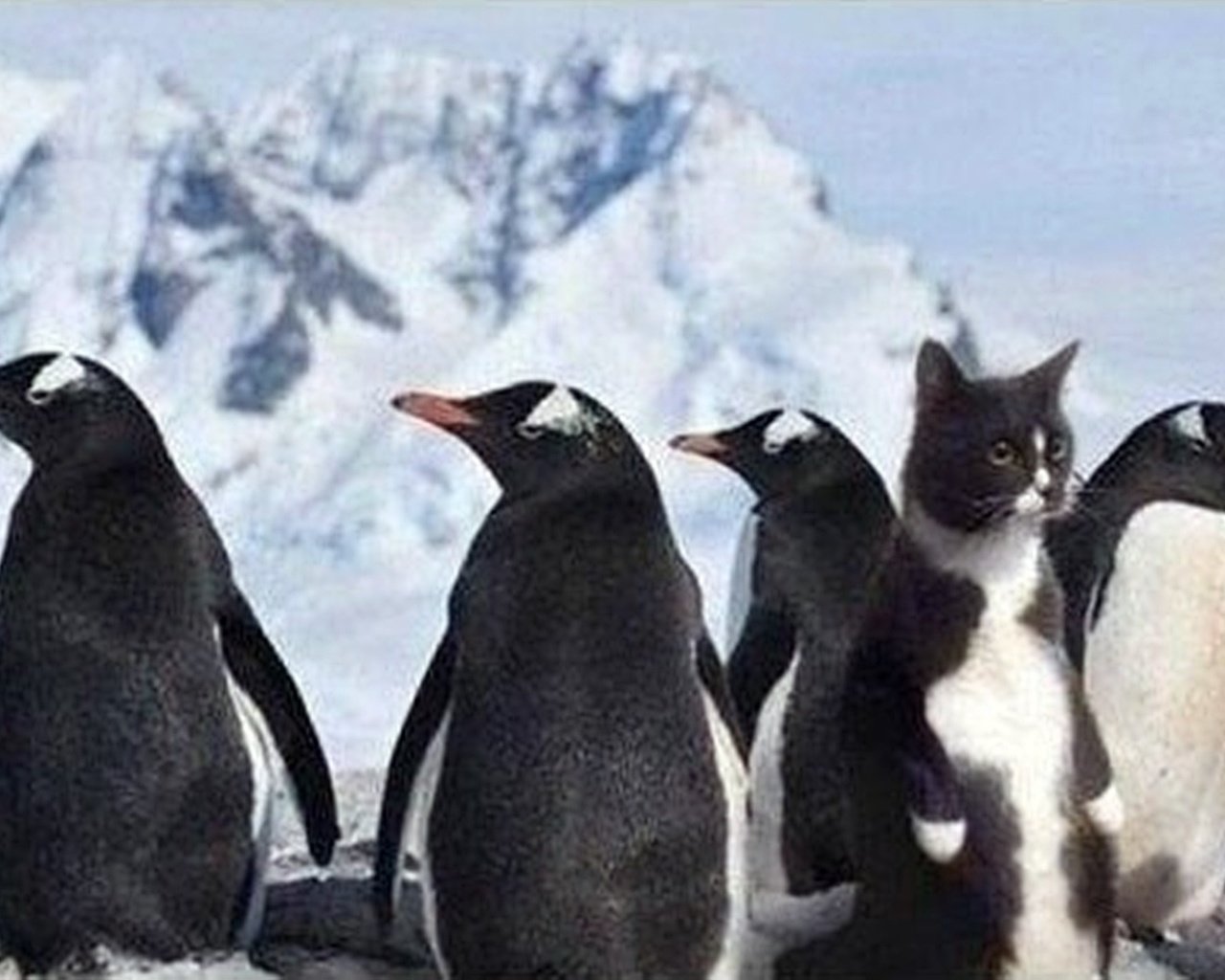 Обои кот, рыба, пингвины, где, cat, fish, penguins, where разрешение 1920x1080 Загрузить