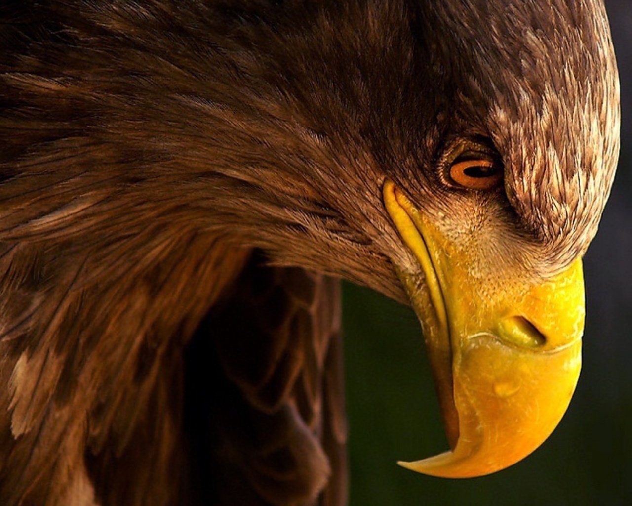 Обои взгляд, орел, профиль, клюв, look, eagle, profile, beak разрешение 2560x1600 Загрузить
