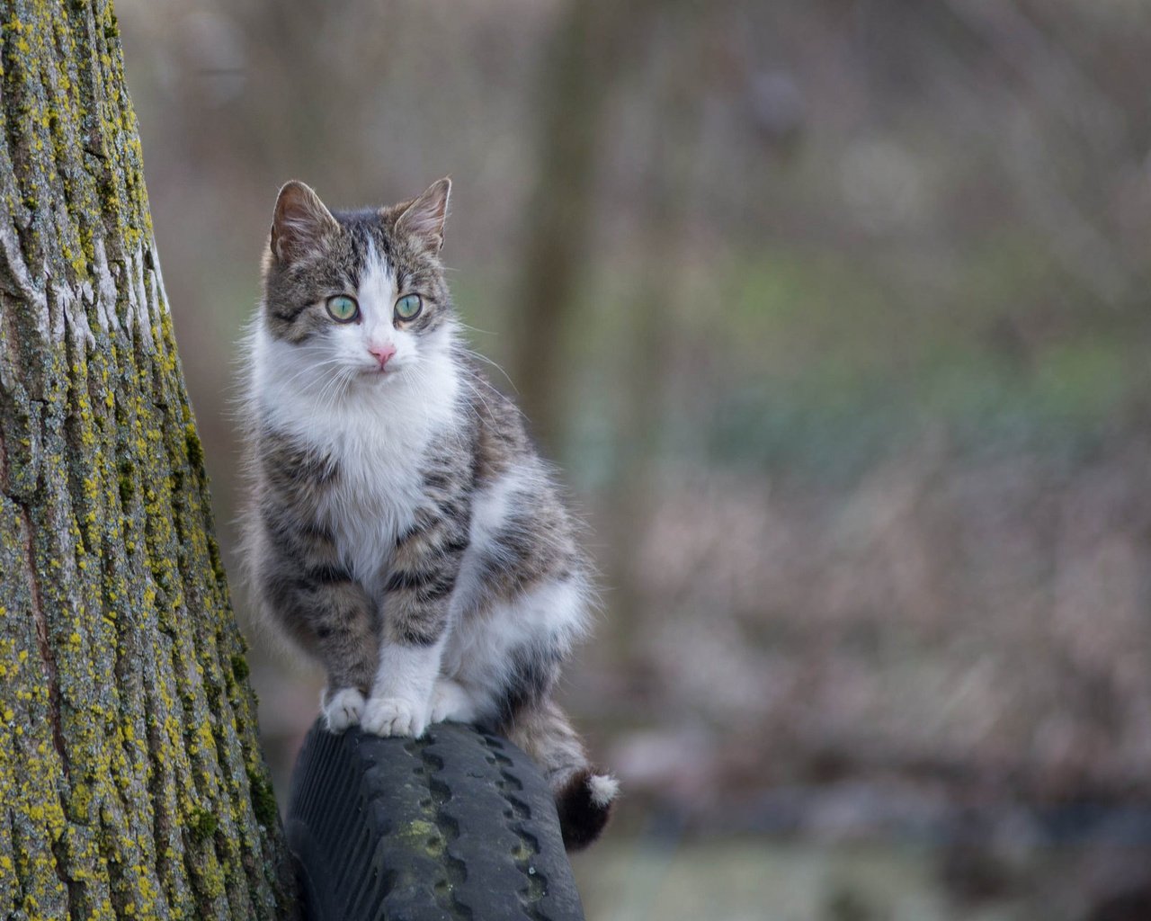 Обои глаза, фон, кошка, взгляд, eyes, background, cat, look разрешение 2048x1280 Загрузить