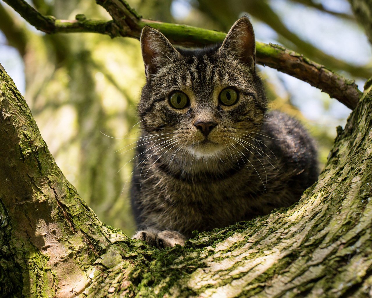 Обои дерево, кот, кошка, взгляд, на дереве, tree, cat, look, on the tree разрешение 2048x1332 Загрузить