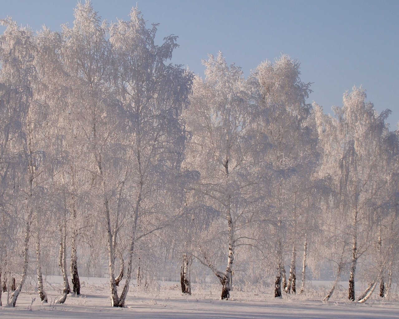 Обои снег, зима, березы, иней, snow, winter, birch, frost разрешение 1920x1331 Загрузить
