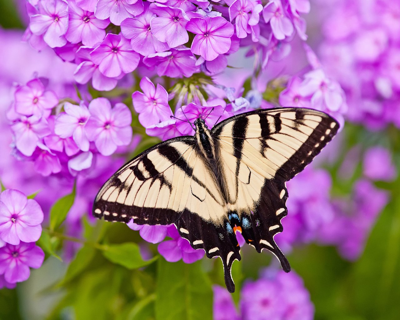 Обои цветы, макро, бабочка, парусник главк, флоксы, flowers, macro, butterfly, papilio glaucus, phlox разрешение 2048x1612 Загрузить