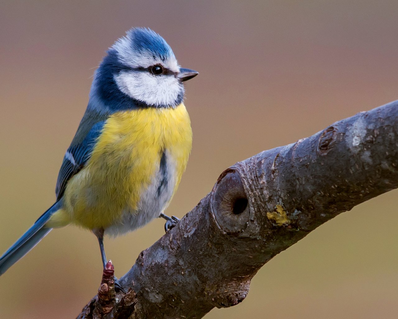 Обои ветка, птица, синица, яркая, лазоревка, клювик, branch, bird, tit, bright, blue tit, beak разрешение 2043x1293 Загрузить