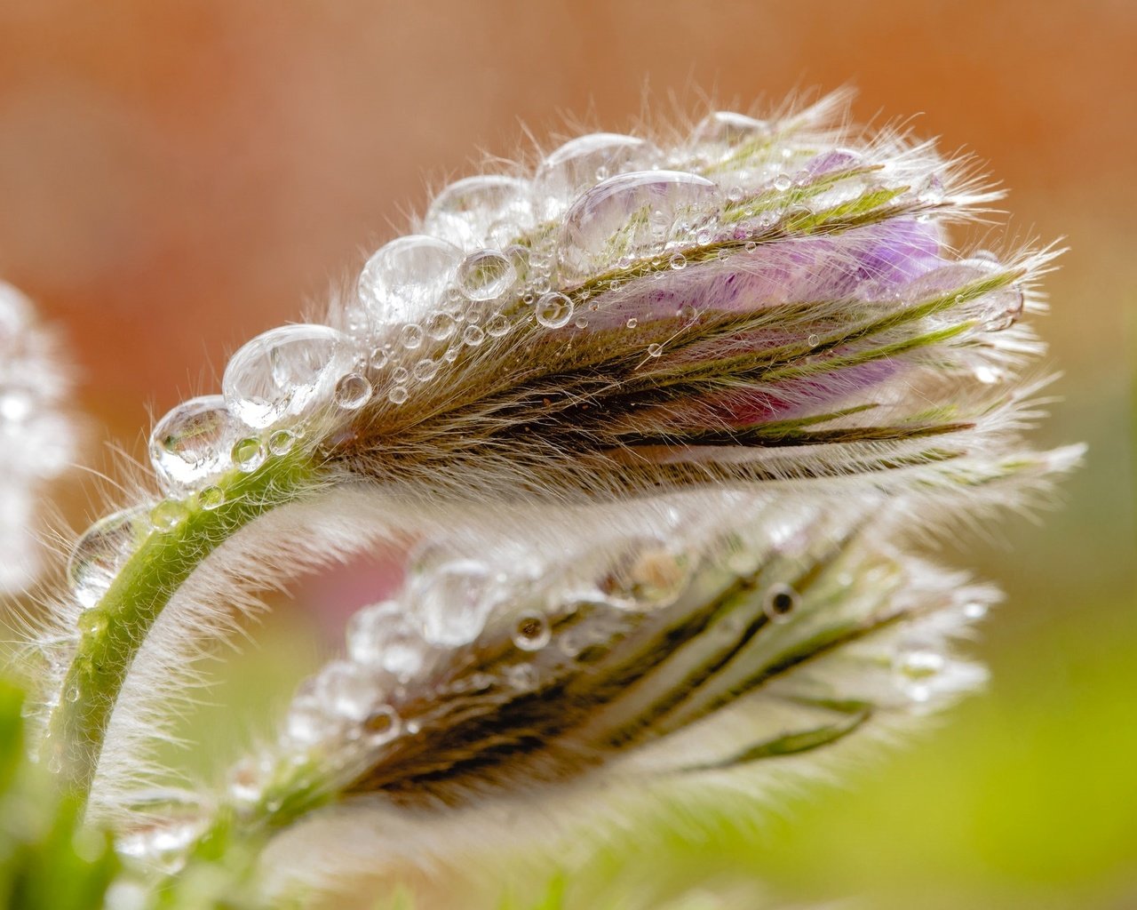 Обои макро, капли, бутон, весна, анемон, сон-трава, прострел, macro, drops, bud, spring, anemone, sleep-grass, cross разрешение 2048x1330 Загрузить