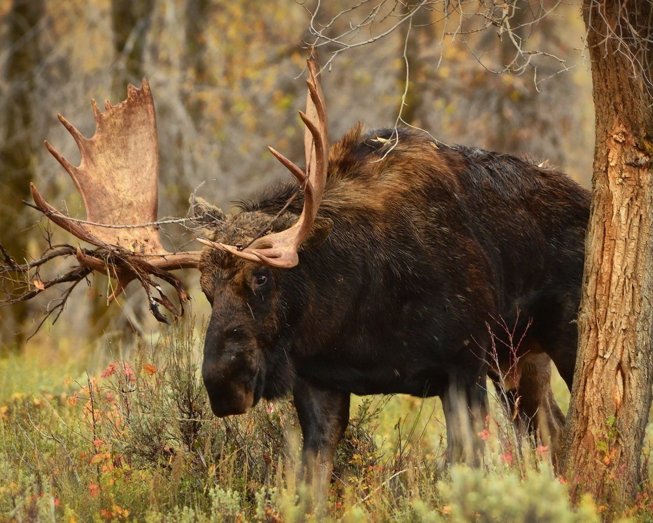 Обои лес, животное, рога, лось, elan, forest, animal, horns, moose разрешение 1920x1200 Загрузить