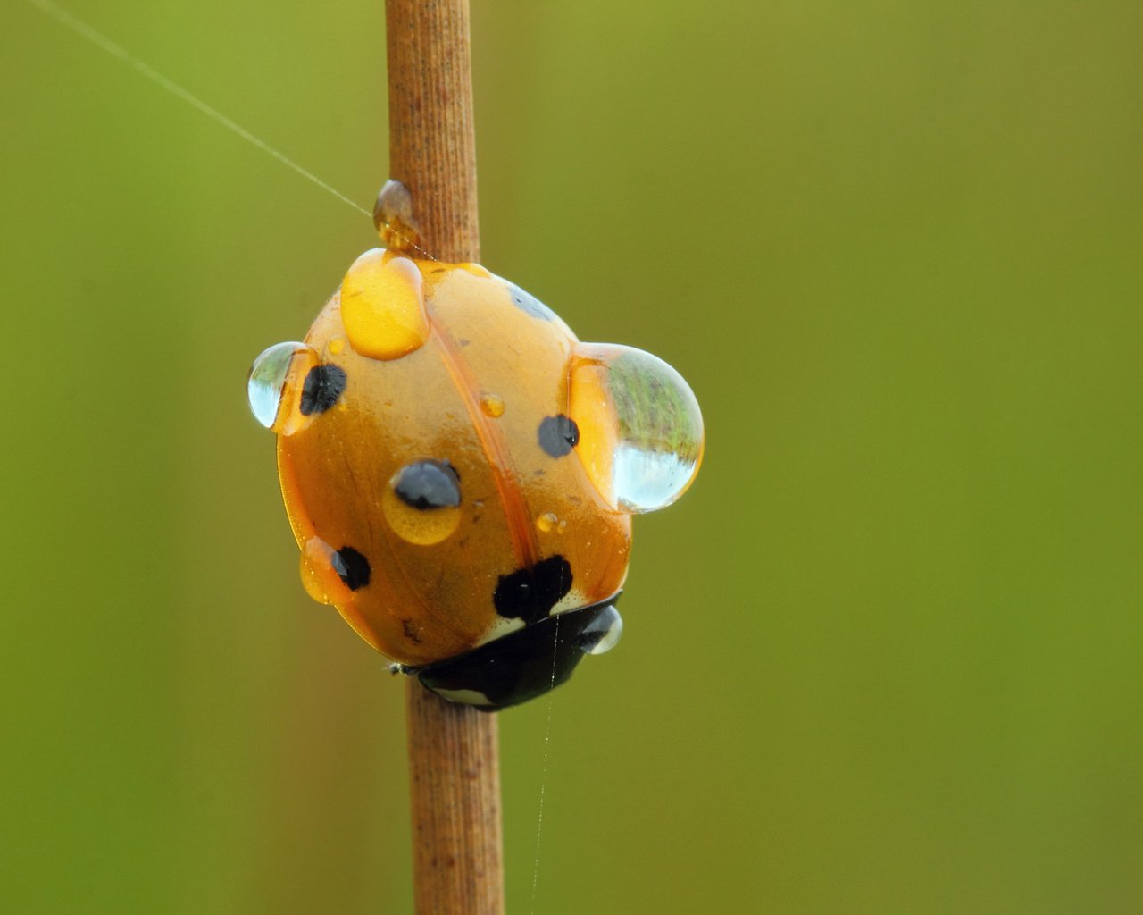 Обои вода, насекомое, роса, капли, божья коровка, стебель, water, insect, rosa, drops, ladybug, stem разрешение 2048x1211 Загрузить