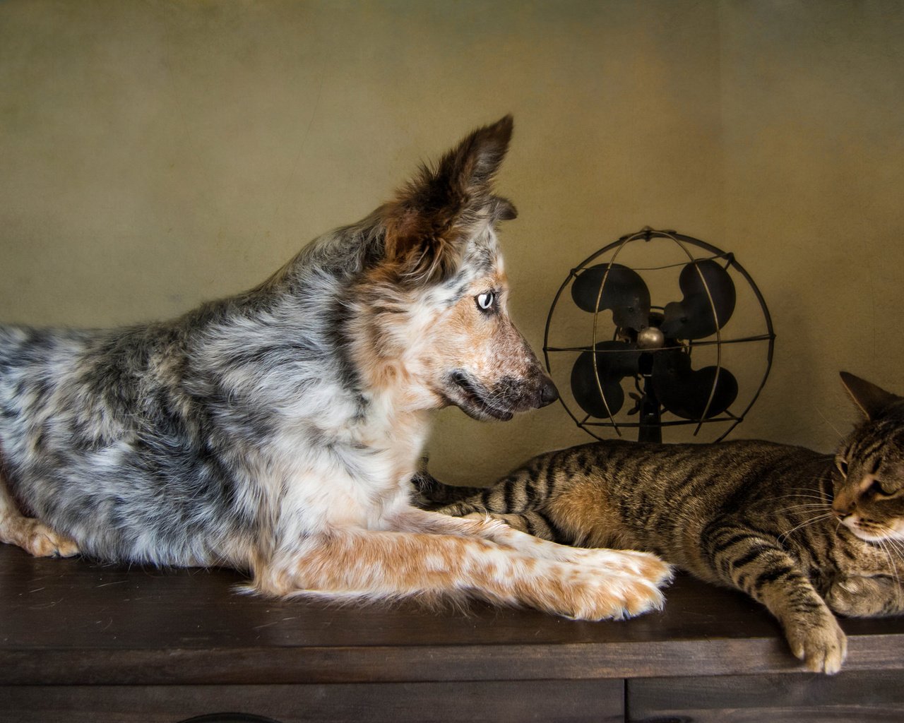Обои кошка, собака, друзья, австралийская овчарка, вентилятор, cat, dog, friends, australian shepherd, fan разрешение 2048x1152 Загрузить