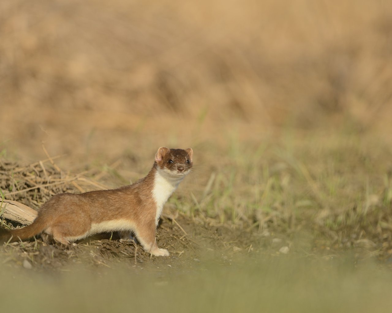 Обои мордочка, взгляд, хорек, фретка, muzzle, look, ferret, freda разрешение 2048x1319 Загрузить