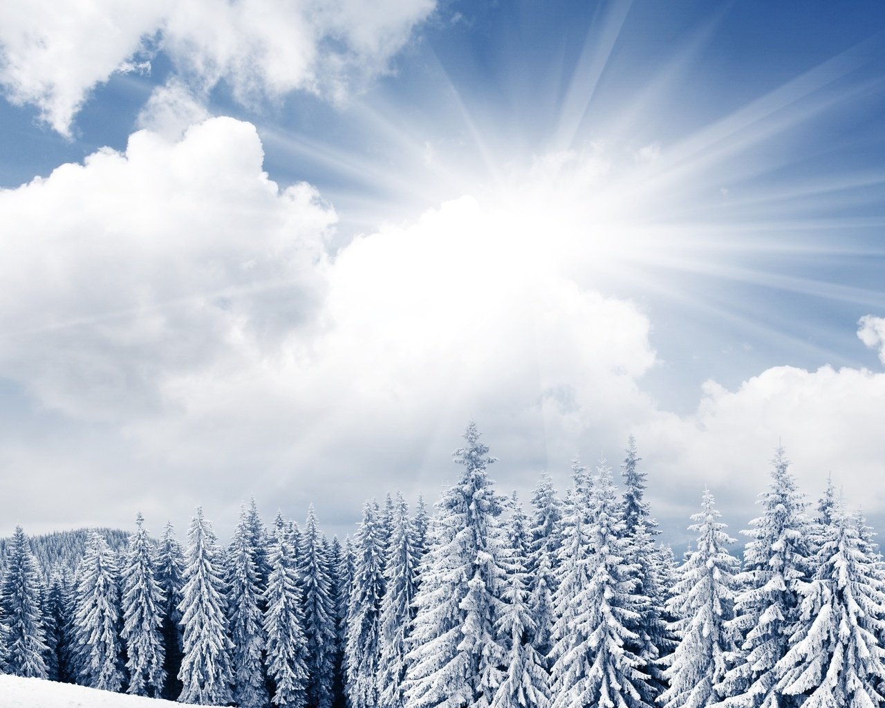 Обои небо, облака, деревья, солнце, снег, лес, зима, ели, the sky, clouds, trees, the sun, snow, forest, winter, ate разрешение 2560x1440 Загрузить