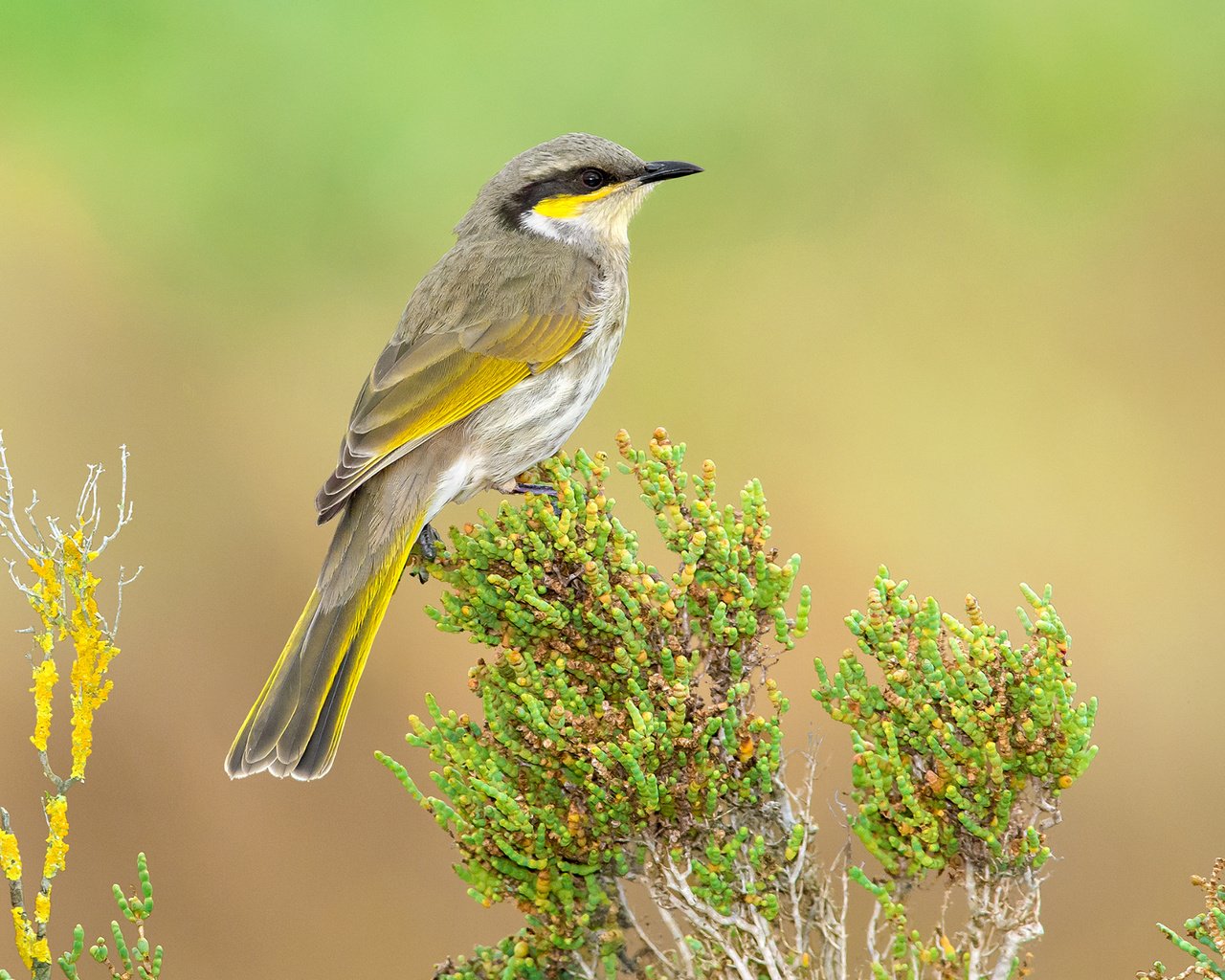 Обои птица, австралия, тасмания, желтогорлый медосос, певчий медонос, bird, australia, tasmania, geliogaliu honeyeater, song honey разрешение 2100x1394 Загрузить