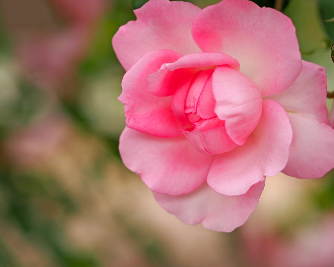 Обои макро, роза, лепестки, бутон, розовая, боке, macro, rose, petals, bud, pink, bokeh разрешение 4608x3456 Загрузить