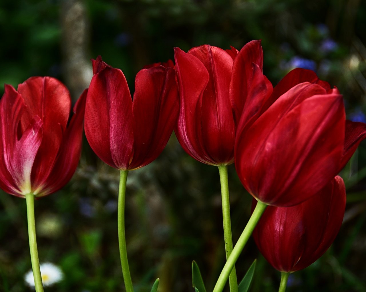 Обои цветы, красные, весна, тюльпаны, краcный, тульпаны, весенние, flowers, red, spring, tulips разрешение 2880x1920 Загрузить