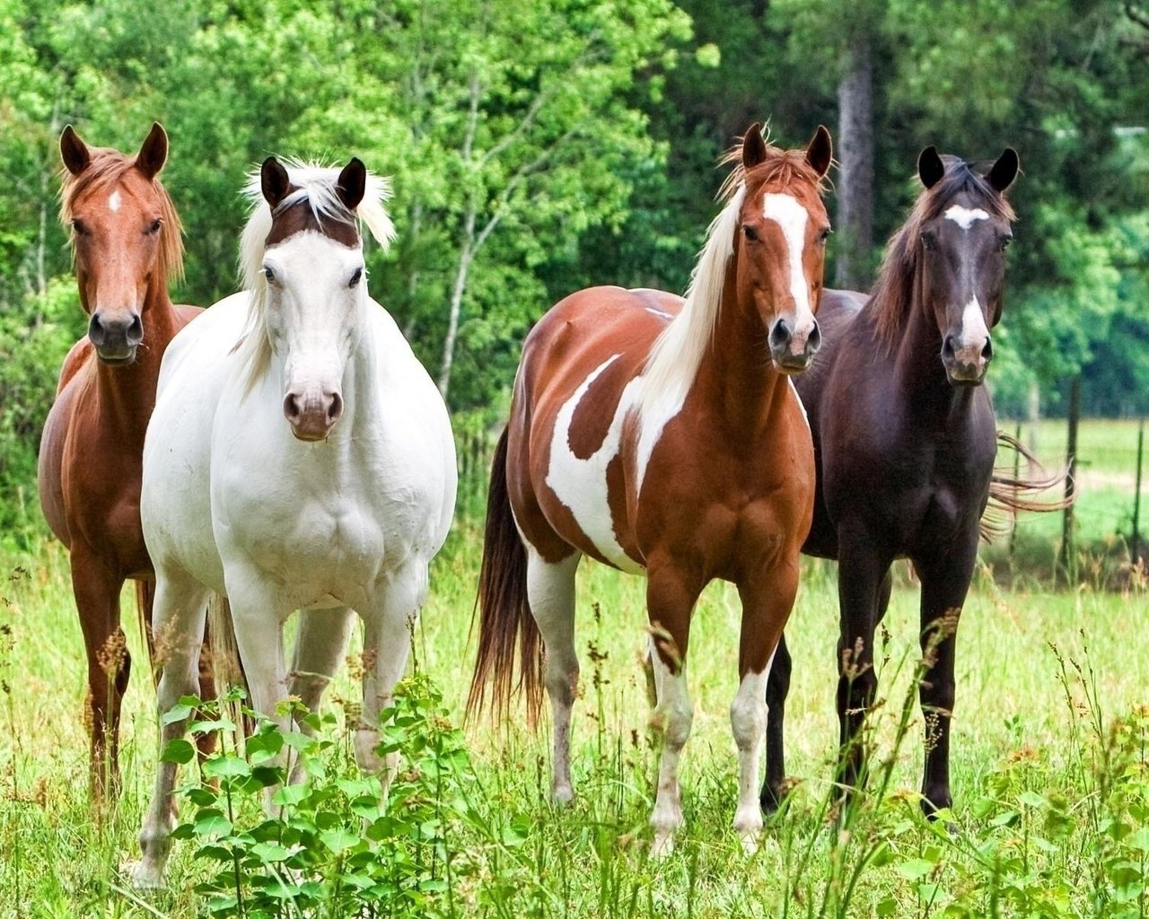 Обои лошадь, трава, лошади, кони, horse, grass, horses разрешение 1920x1200 Загрузить