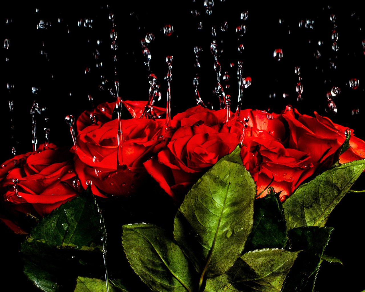 Обои вода, капли, розы, красные, букет, краcный, роз, water, drops, roses, red, bouquet разрешение 2670x1780 Загрузить