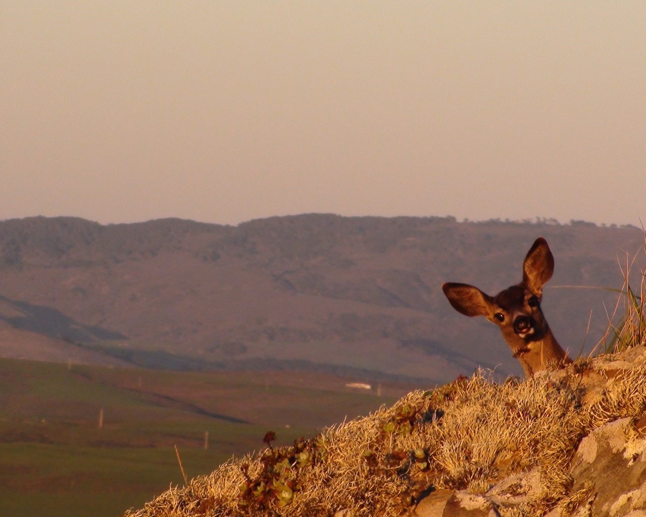 Обои олень, на природе, оленей, лань, deer, nature, doe разрешение 3680x2070 Загрузить