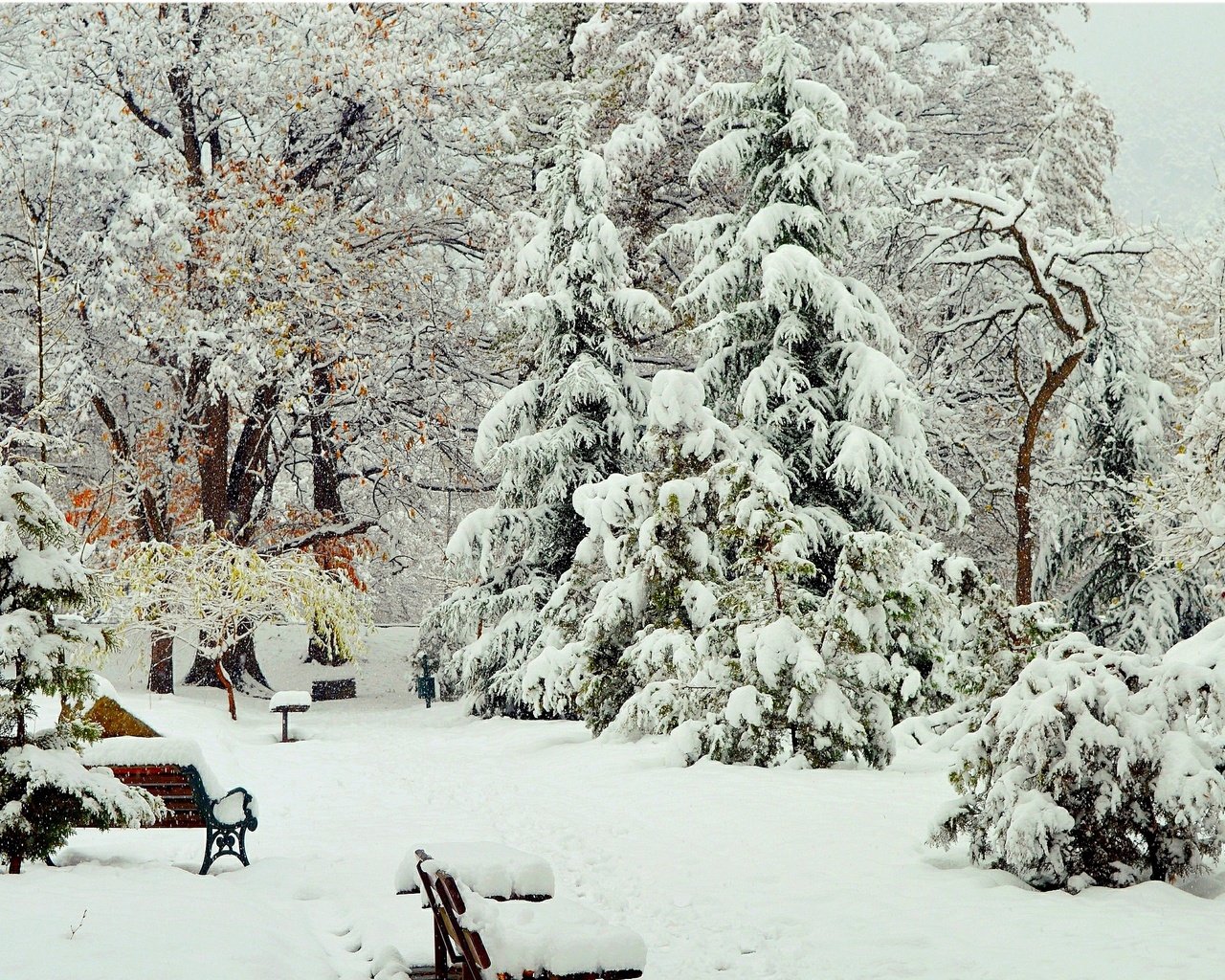 Обои деревья, снег, зима, парк, скамейки, деревь, изморозь, trees, snow, winter, park, benches, frost разрешение 3000x1910 Загрузить