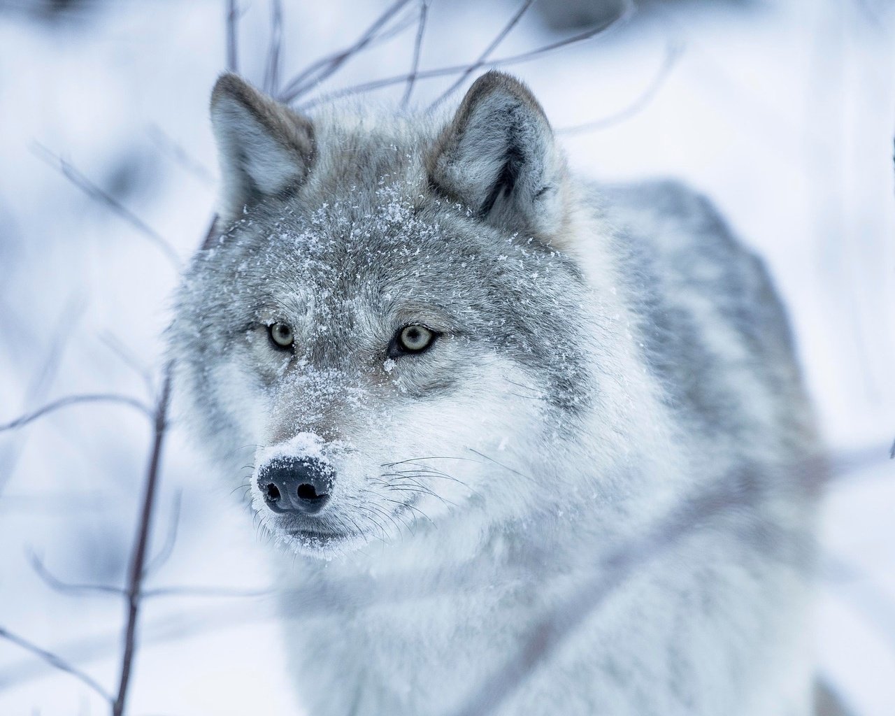 Обои глаза, снег, зима, взгляд, волчица, eyes, snow, winter, look, wolf разрешение 2048x1365 Загрузить