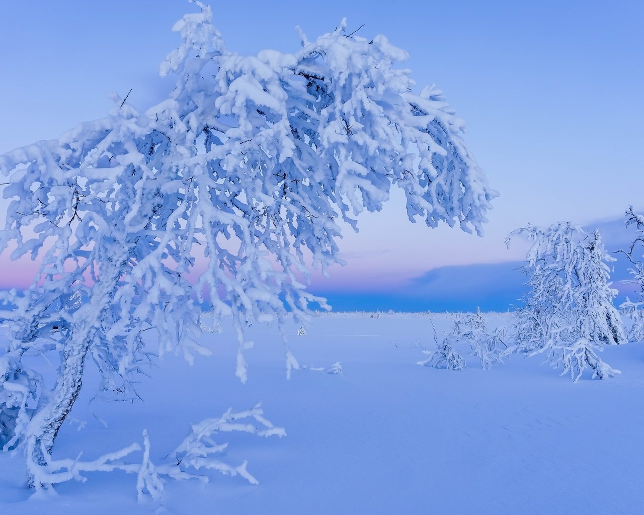 Обои снег, дерево, зима, snow, tree, winter разрешение 2048x1356 Загрузить