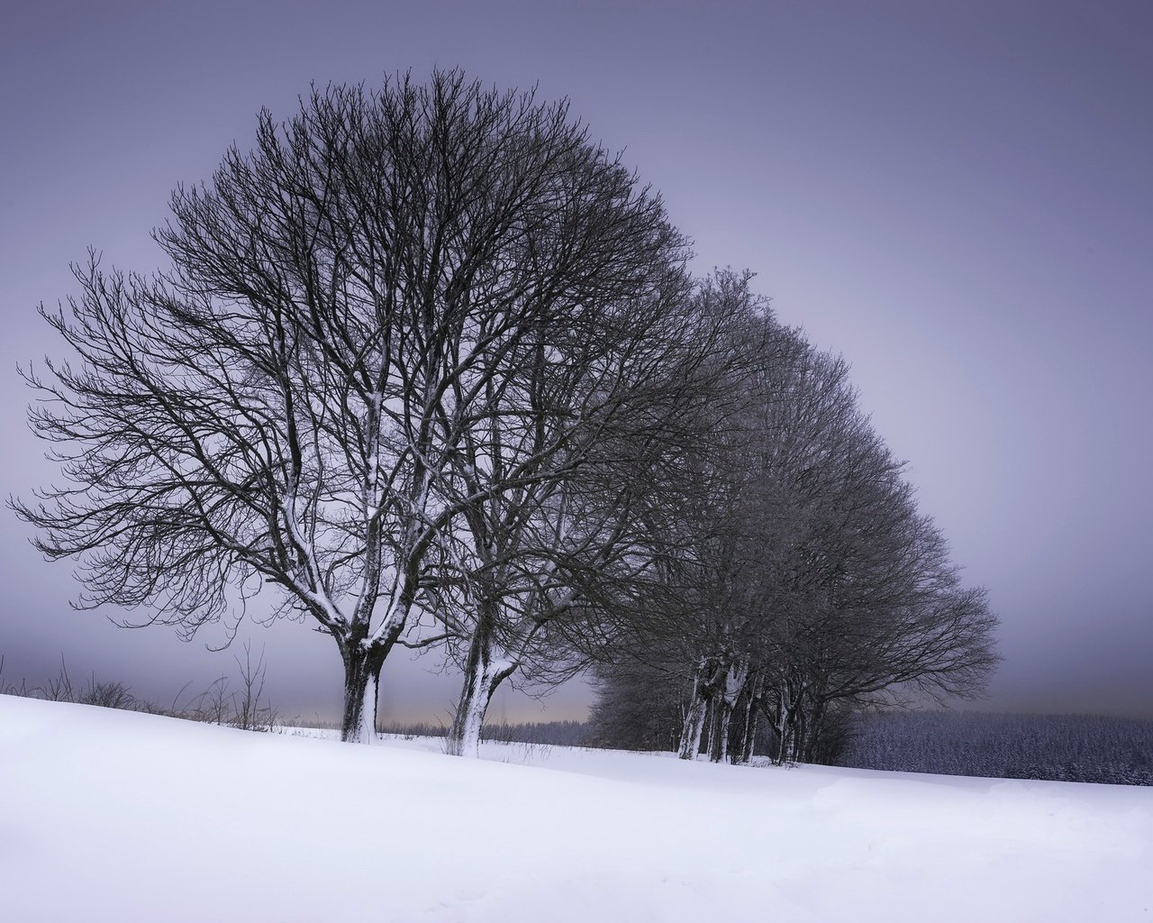 Обои деревья, снег, зима, trees, snow, winter разрешение 2048x1363 Загрузить