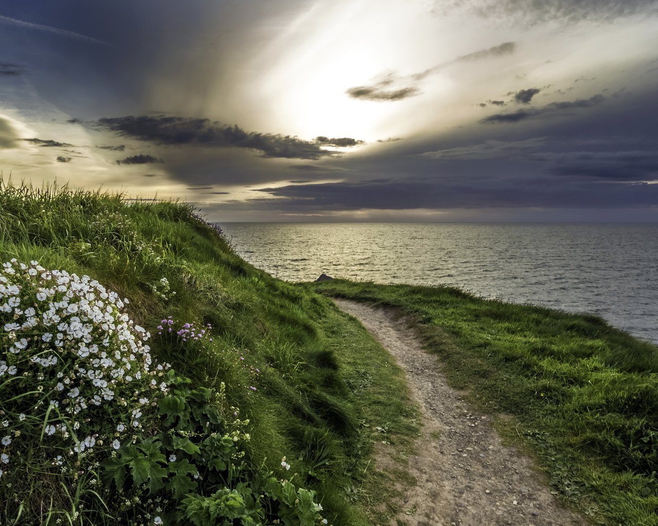 Обои цветы, трава, природа, берег, море, тропа, flowers, grass, nature, shore, sea, trail разрешение 2560x1440 Загрузить