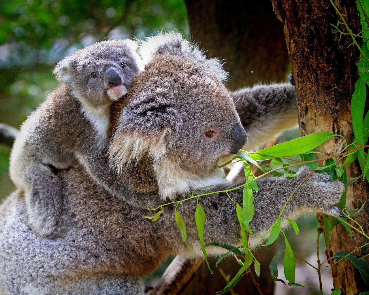 Обои природа, дерево, животные, бамбук, детеныш, коала, коалы, эвкалипт, nature, tree, animals, bamboo, cub, koala, koalas, eucalyptus разрешение 4374x2844 Загрузить