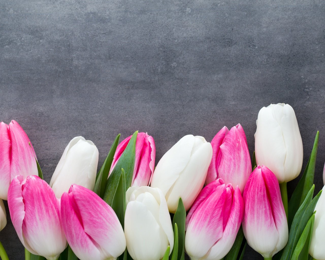 Обои цветы, пинк, букет, тюльпаны, розовые, белые, белая, тульпаны,  цветы, парное, весенние, spring, flowers, bouquet, tulips, pink, white, fresh разрешение 5472x3648 Загрузить