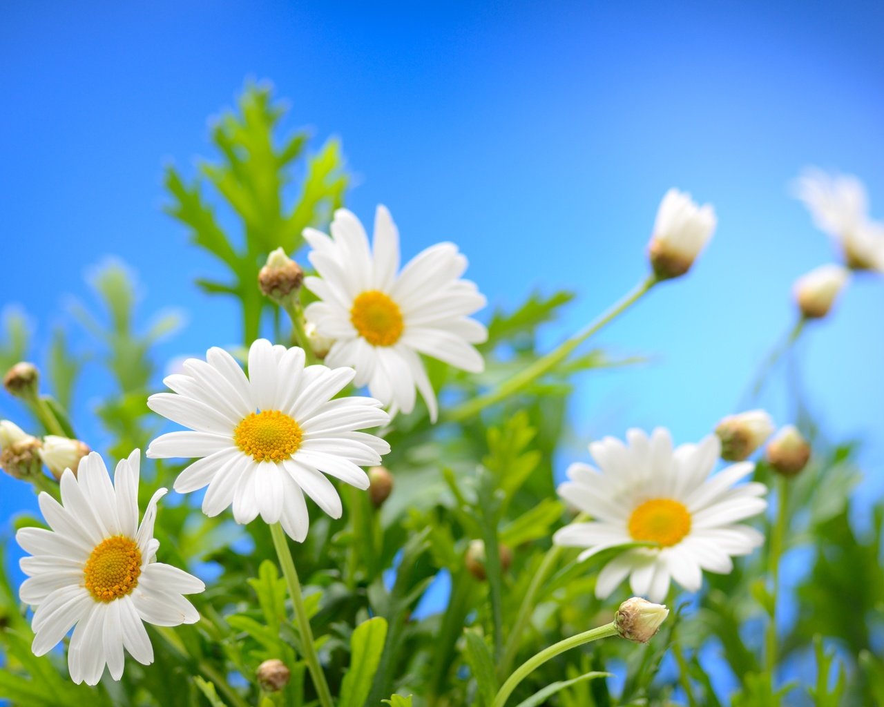 Обои небо, цветы, солнце, весна, ромашки, весенние, the sky, flowers, the sun, spring, chamomile разрешение 4372x2915 Загрузить