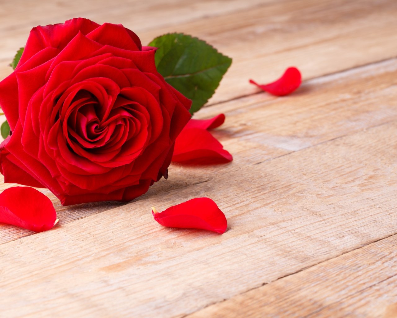 Обои цветок, роза, лепестки, красная, романтик,  цветы, flower, rose, petals, red, romantic, flowers разрешение 5472x3648 Загрузить