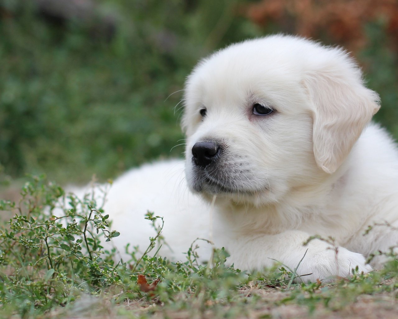 Обои трава, белый, собака, щенок, лабрадор, ретривер, grass, white, dog, puppy, labrador, retriever разрешение 2400x1563 Загрузить
