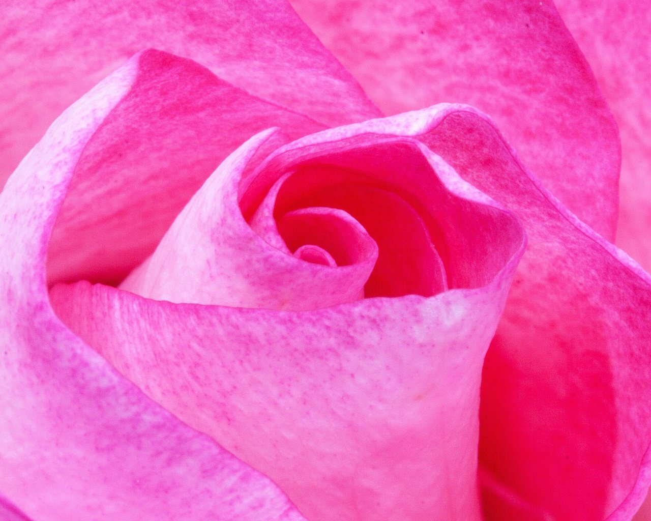 Обои макро, цветок, роза, розовый, stux, macro, flower, rose, pink разрешение 4752x3168 Загрузить