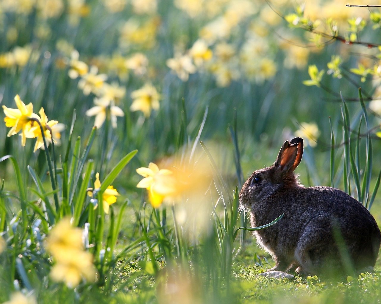 Обои цветы, весна, кролик, животное, нарциссы, заяц, flowers, spring, rabbit, animal, daffodils, hare разрешение 1920x1280 Загрузить