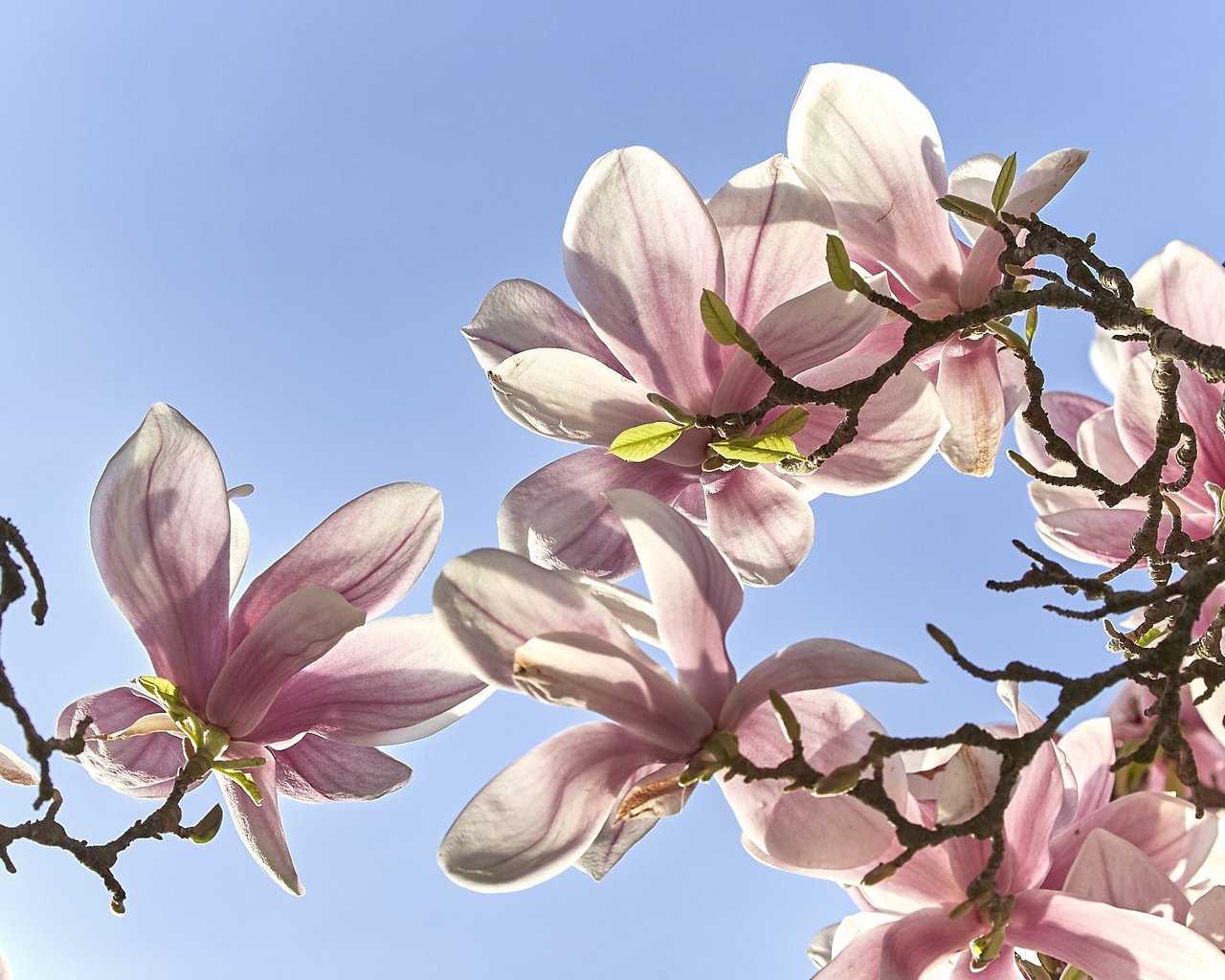 Обои небо, цветение, ветки, весна, магнолия, the sky, flowering, branches, spring, magnolia разрешение 1920x1203 Загрузить
